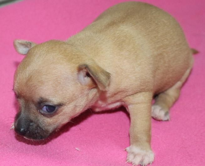 Long and ShortHaired Chihuahua Puppies For Sale in Florida Wee Puppy