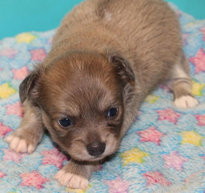 Long and ShortHaired Chihuahua Puppies For Sale in Florida Wee Puppy Paws