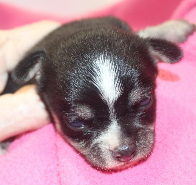 Long and ShortHaired Chihuahua Puppies For Sale in Florida Wee Puppy