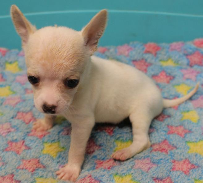 Long and ShortHaired Chihuahua Puppies For Sale in Florida Wee Puppy