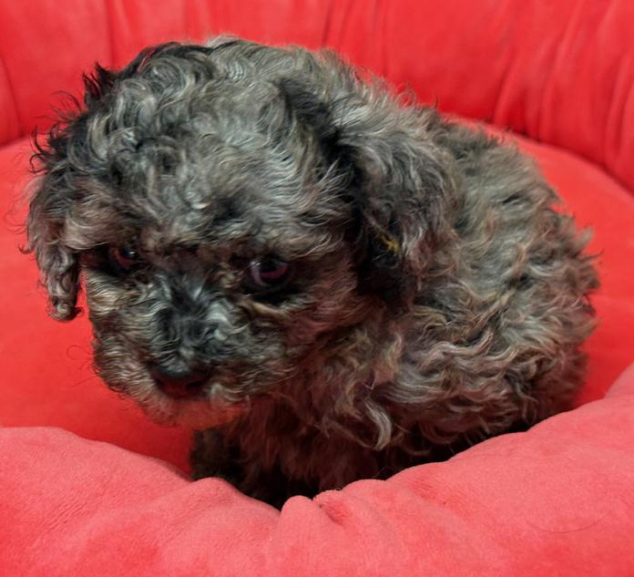 Long and ShortHaired Chihuahua Puppies For Sale in Florida Wee Puppy