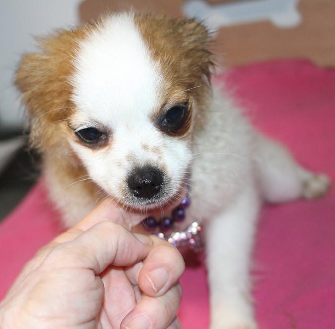 Long and ShortHaired Chihuahua Puppies For Sale in Florida Wee Puppy