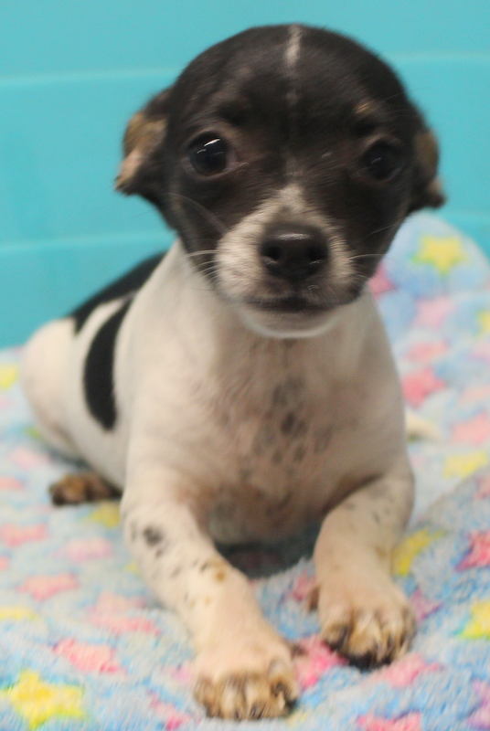 Long and ShortHaired Chihuahua Puppies For Sale in Florida Wee Puppy