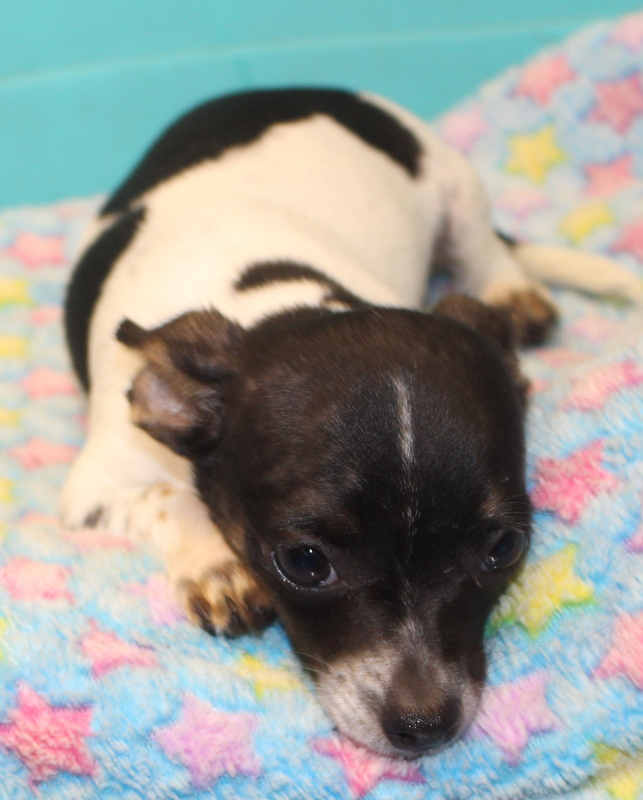 Long and ShortHaired Chihuahua Puppies For Sale in Florida Wee Puppy