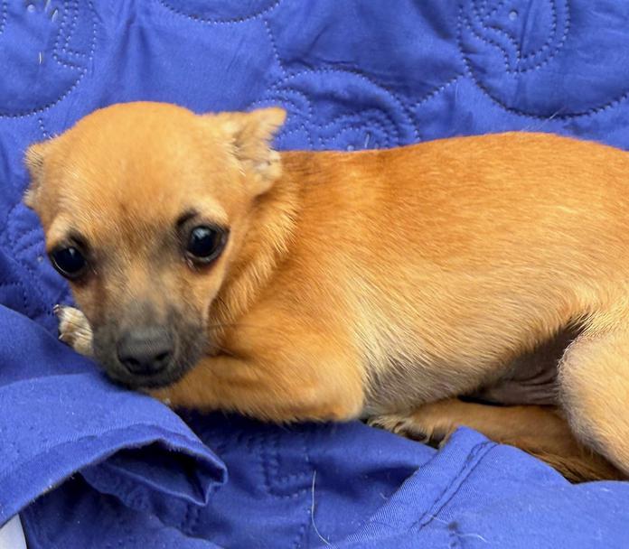Long and Short Haired Chihuahua Puppies For Sale in Florida Wee Puppy Paws