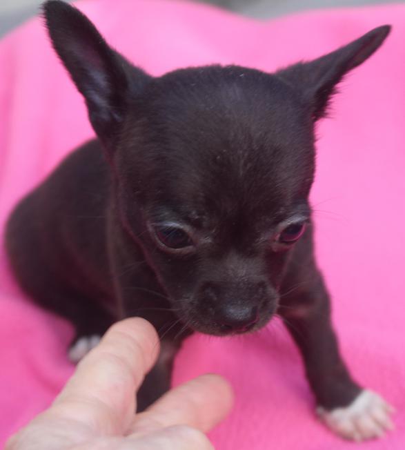 Long and ShortHaired Chihuahua Puppies For Sale in Florida Wee Puppy