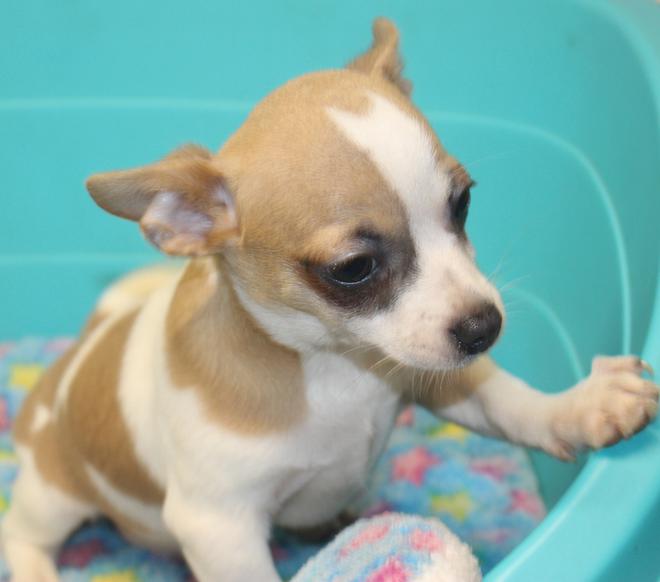Long and ShortHaired Chihuahua Puppies For Sale in Florida Wee Puppy