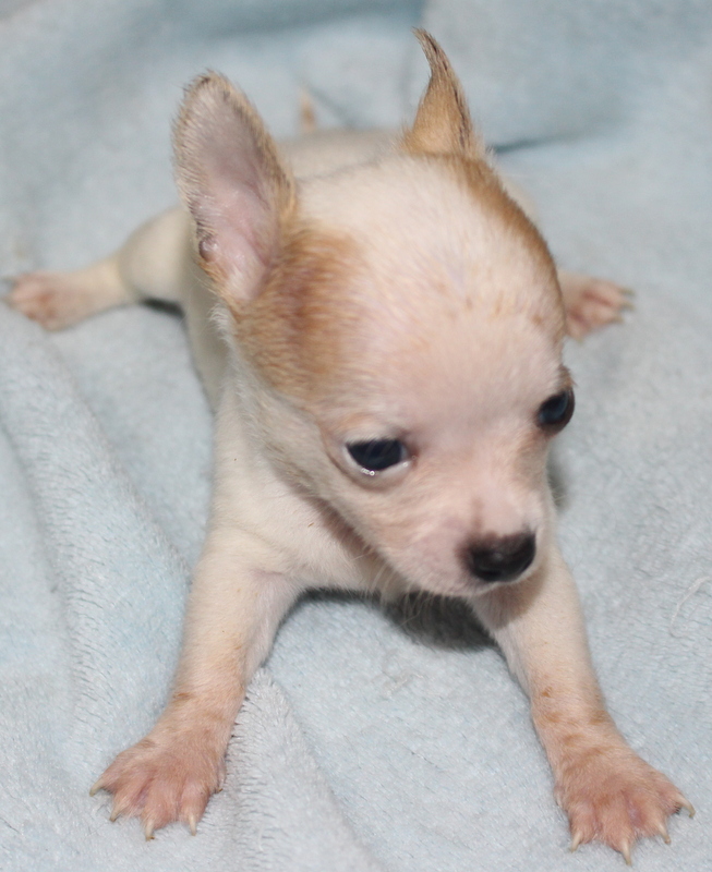 Long and ShortHaired Chihuahua Puppies For Sale in Florida Wee Puppy